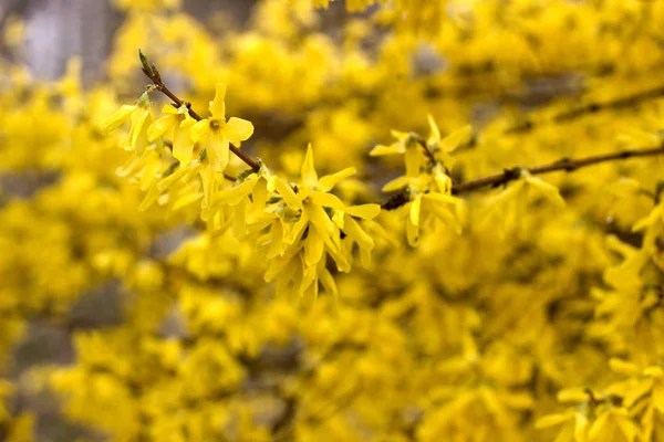 Concetto primaverile, rami di fioritura forsythia contro il cielo . — Foto Stock