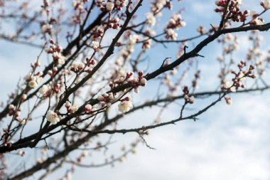 Mavi gökyüzüne karşı çiçekler ve tomurcuklar ile kayısı dalları.