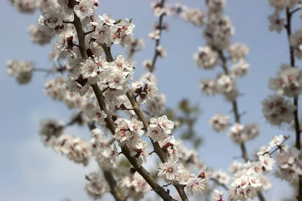 Aprikosenzweige mit Blüten und Knospen gegen den blauen Himmel. — Stockfoto