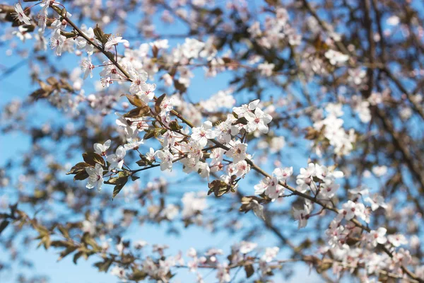 Cherry plum branches with white flowers and young leaves, spring concept.