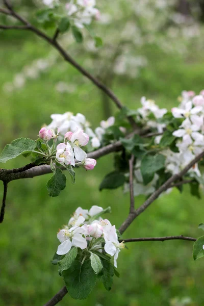 Branches d'un pommier en fleurs dans un verger de pommiers. Moldavie, printemps 2019 . — Photo