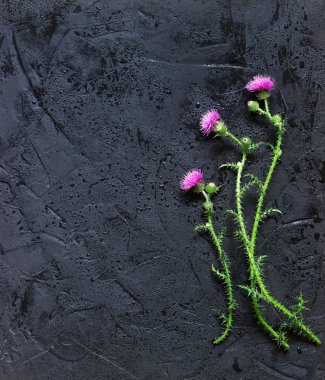 Bir ıslak siyah beton arka planda Thistle çiçekler.