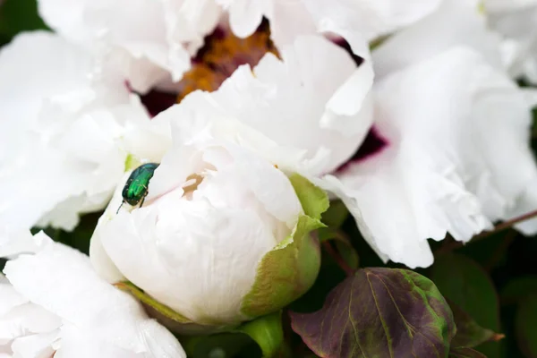 Flores brancas de peônia de árvore e besouro em um parque da cidade . — Fotografia de Stock