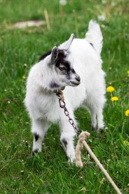 Yeşil bir çayırda otlayan tasmalı bir çocuk görülmüş..