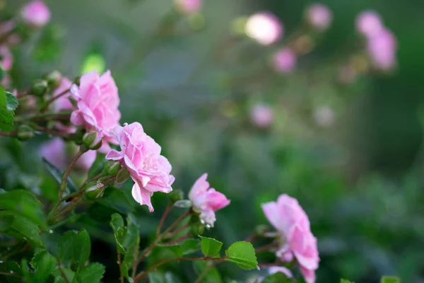 Rosas Botões Floridos Jardim Casa Foco Seletivo — Fotografia de Stock