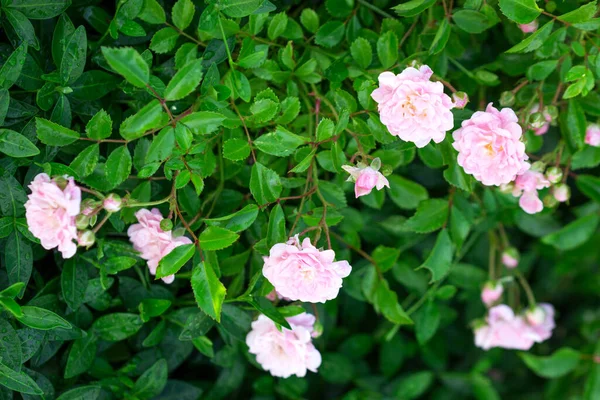 Rosas Botões Floridos Jardim Casa Foco Seletivo — Fotografia de Stock