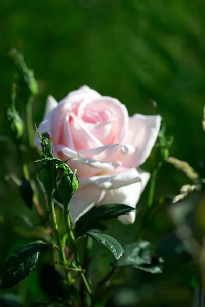 Blooming Roses Buds Home Garden Selective Focus — Stock Photo, Image