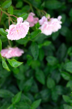 Ev bahçesinde çiçek açan güller ve tomurcuklar. Seçici odak.