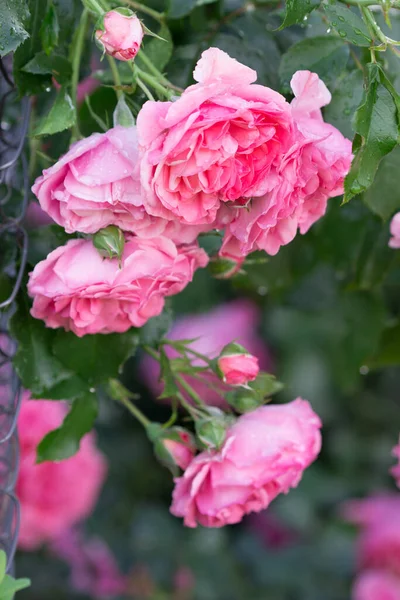 Rosas Botões Floridos Jardim Casa Foco Seletivo — Fotografia de Stock