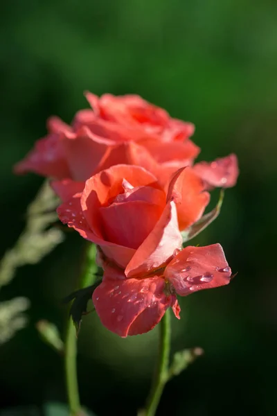 Blooming Roses Buds Home Garden Selective Focus — Stock Photo, Image