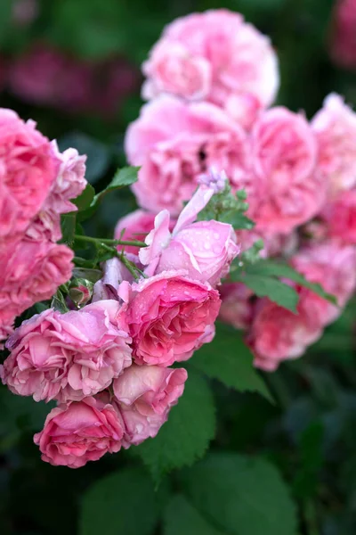 Blooming roses and buds in the home garden. — Stock Photo, Image