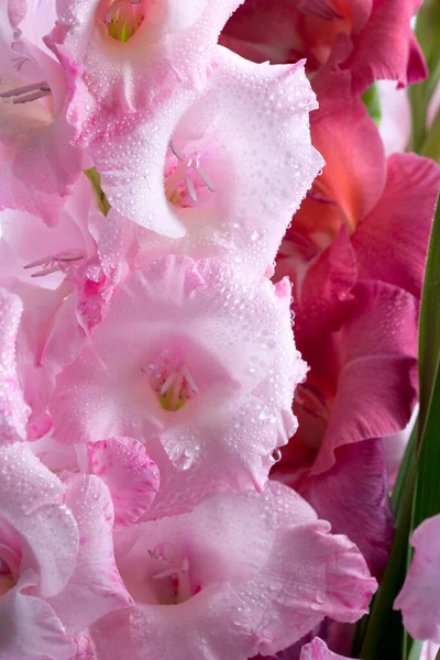 Um buquê de gladioli multicoloridos em um vaso de vidro em um fundo claro. Cartão de saudação . — Fotografia de Stock