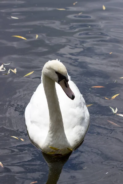 Un joven cisne blanco flotando en el lago por trozos de pan. — Foto de Stock