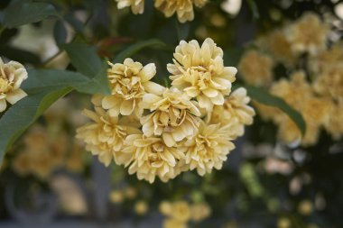 Rosa banksiae lute görünümü