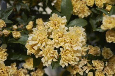 Rosa banksiae lute görünümü