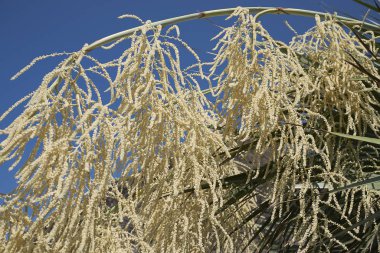 Palmiye çiçeklenme yakın çekim görünümü