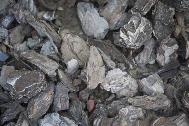 Çiçek tarhındaki ağaç kabuğunun görünümü