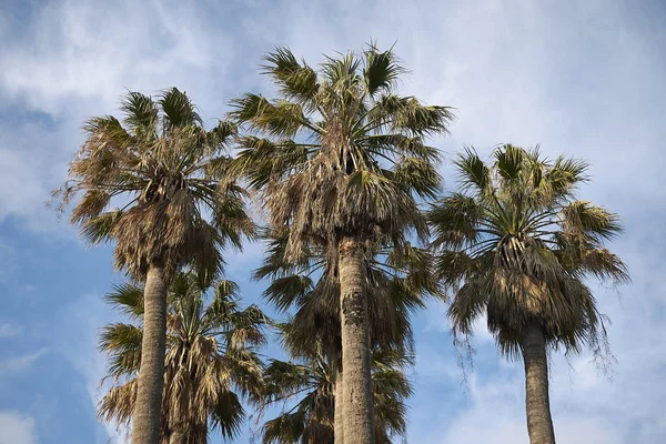 View Group Palms — Stock Photo, Image