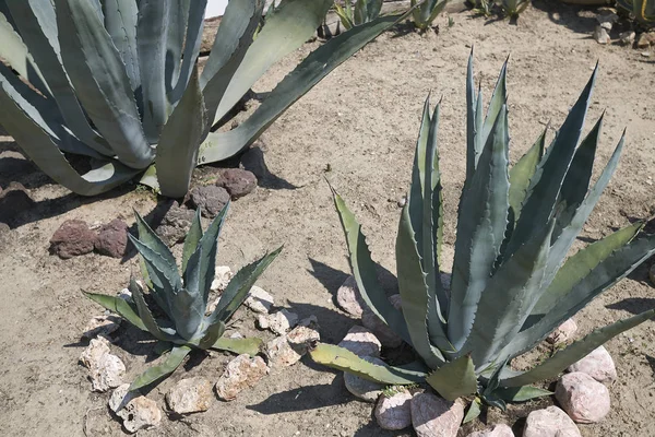 View Agave Plant Garden — Stock Photo, Image