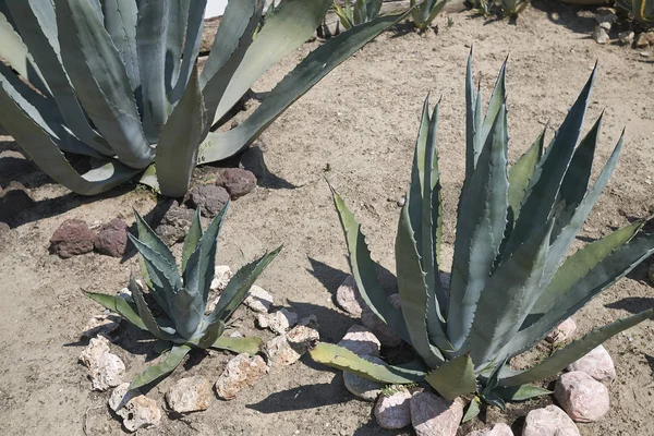 Pohled Agave Rostlinu Zahradě — Stock fotografie