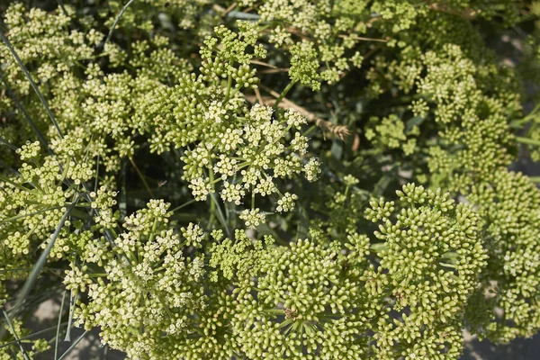 Kilátás Crithmum Pancratium Virágzat — Stock Fotó