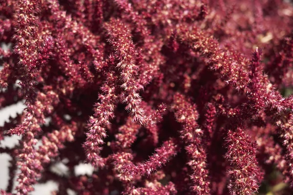 Vista Amaranthus Inflorescencia Roja — Foto de Stock