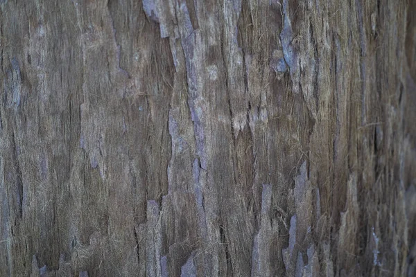 Widok Sequoia Sempervirens Kora — Zdjęcie stockowe