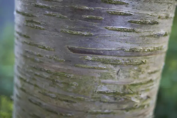 Vista Corteza Betula Alleghaniensis Britton — Foto de Stock