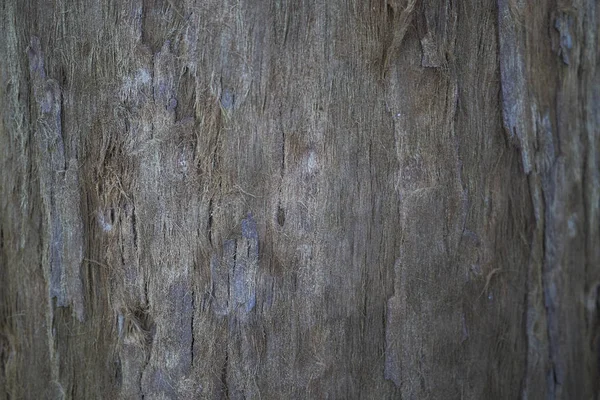 Vista Corteza Sequoia Sempervirens — Foto de Stock