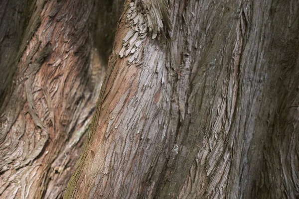 Vista Corteza Metasequoia Glyptostroboides — Foto de Stock