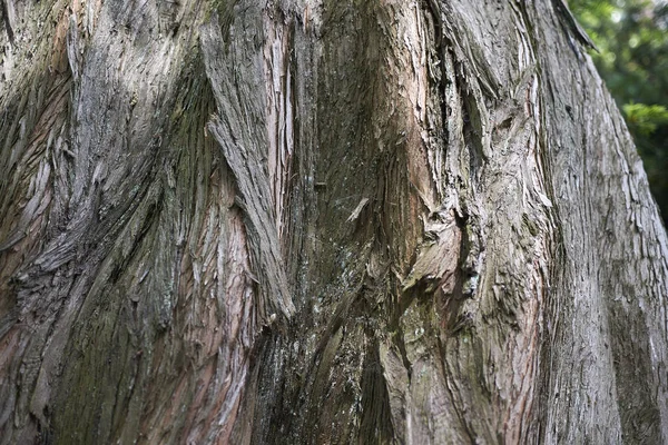 Vista Corteza Metasequoia Glyptostroboides — Foto de Stock