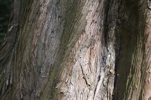 Vista Corteza Metasequoia Glyptostroboides — Foto de Stock