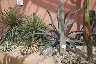 Amsterdam, Hollanda - 16 Mayıs 2018: Amsterdam Botanik Bahçesi Manzarası