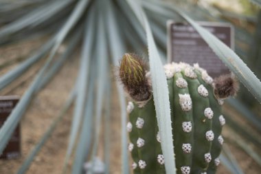 Kaktüs bitki yakın çekim görünümü