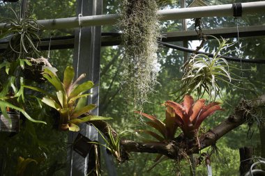 Tillandsia bitkilerinin pencerede görünümü