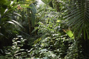 Amsterdam, Hollanda - 16 Mayıs 2018: Amsterdam Botanik Bahçesi Manzarası