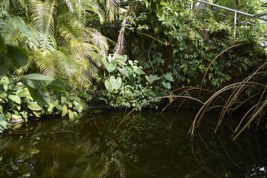 Amsterdam, Hollanda - 16 Mayıs 2018: Amsterdam Botanik Bahçesi Manzarası
