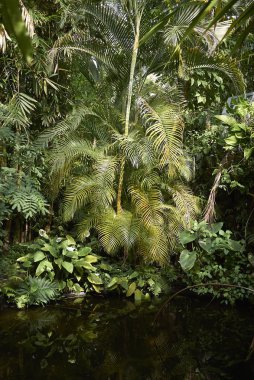 Amsterdam, Hollanda - 16 Mayıs 2018: Amsterdam Botanik Bahçesi Manzarası