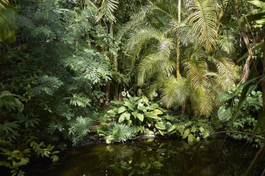 Amsterdam, Hollanda - 16 Mayıs 2018: Amsterdam Botanik Bahçesi Manzarası