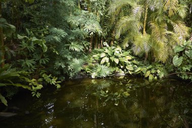 Amsterdam, Hollanda - 16 Mayıs 2018: Amsterdam Botanik Bahçesi Manzarası