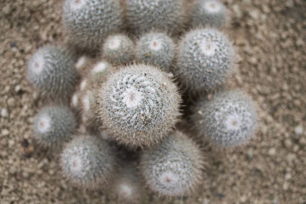 View Mammillaria Geminispina Plant — Stock Photo, Image