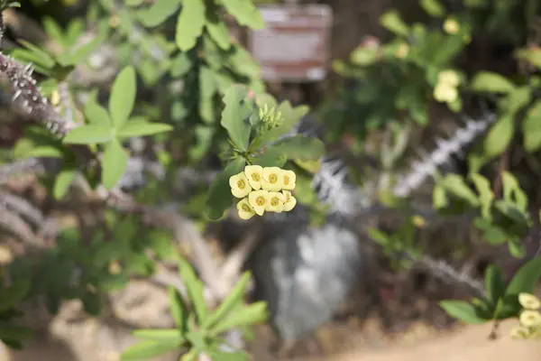 Вид Euphorbia Milii Yellow Flowers — стоковое фото