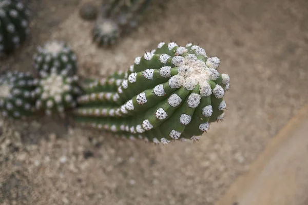 View Cactus Plant Closeup — Stock Photo, Image