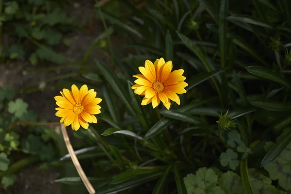 ガザニア黄色の花の眺め — ストック写真