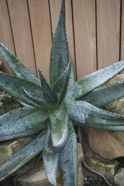 Vista Planta Aloe Ferox —  Fotos de Stock