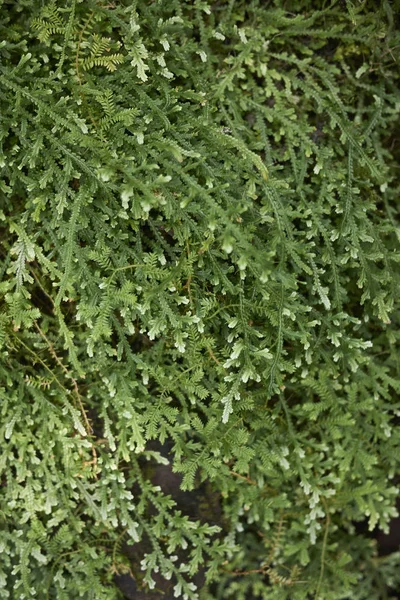 Vista Selaginella Serpens Cerca — Foto de Stock