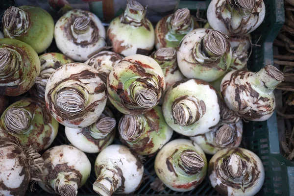 Amsterdã Holanda Fevereiro 2019 Lâmpadas Amaryllis — Fotografia de Stock