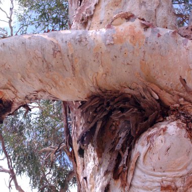 Okaliptüs ağacı kabuğu görünümü