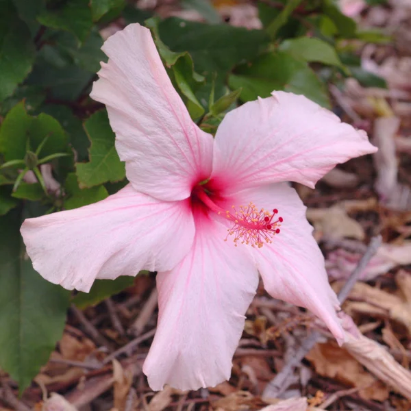 Roze Hibiscus in de Outback — Stockfoto