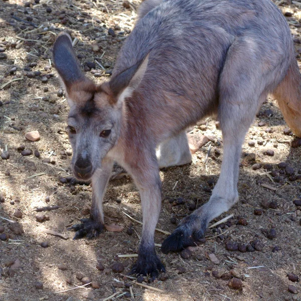 Flinders Rangers Milli Parkı Avustralya Şubat 2002 Kanguru — Stok fotoğraf